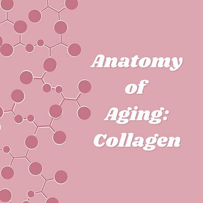 Anatomy of aging: collagen
