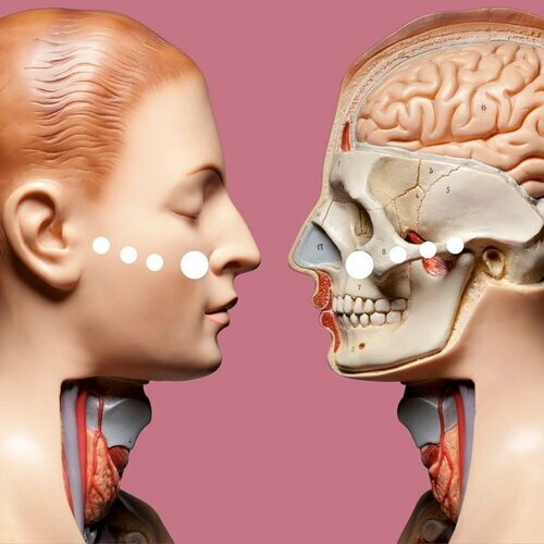 Side by side comparison of a human head next to internal view of skull and organs