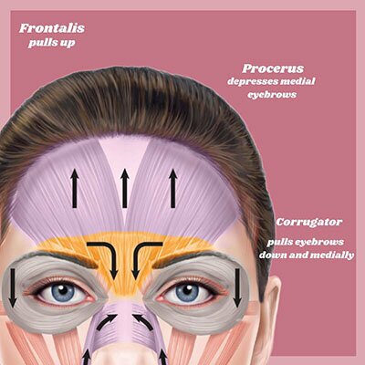 Diagram of muscles in the face