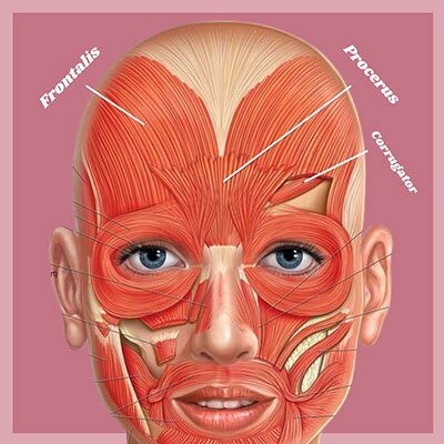 muscle groups of the face diagram