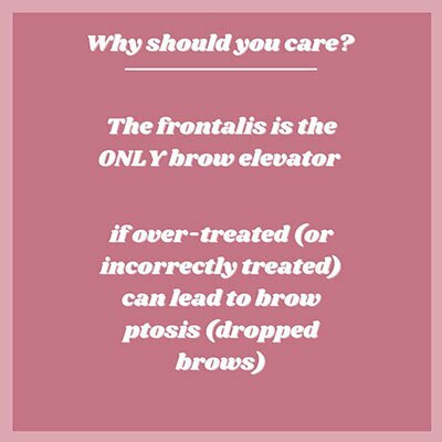 Why should you care? The frontalis is the ONLY brow elevator