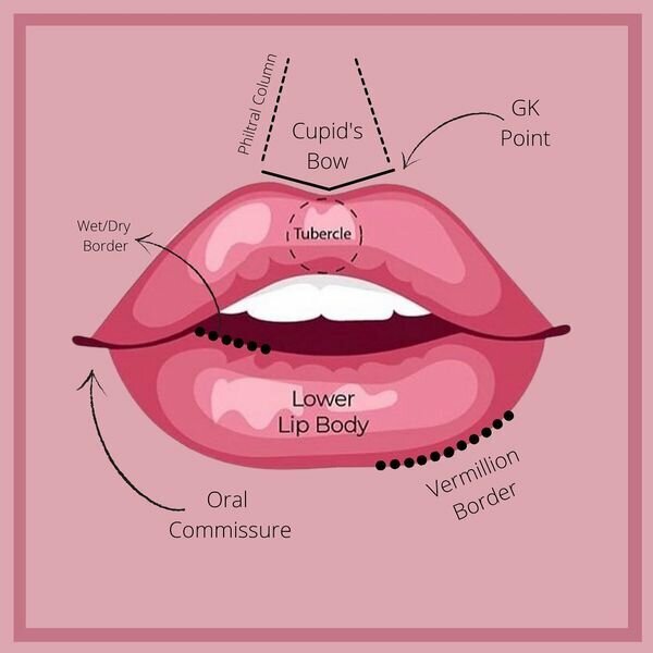 Graphic showing the different parts of the lips and mouth: Philtral Column, Cupid's Box, GK point, Wet/Dry Border, Tubercle, Lower Lip Body, Oral Commissure, Vermillion Border.
